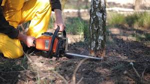 Best Palm Tree Trimming  in Burnsville, MN